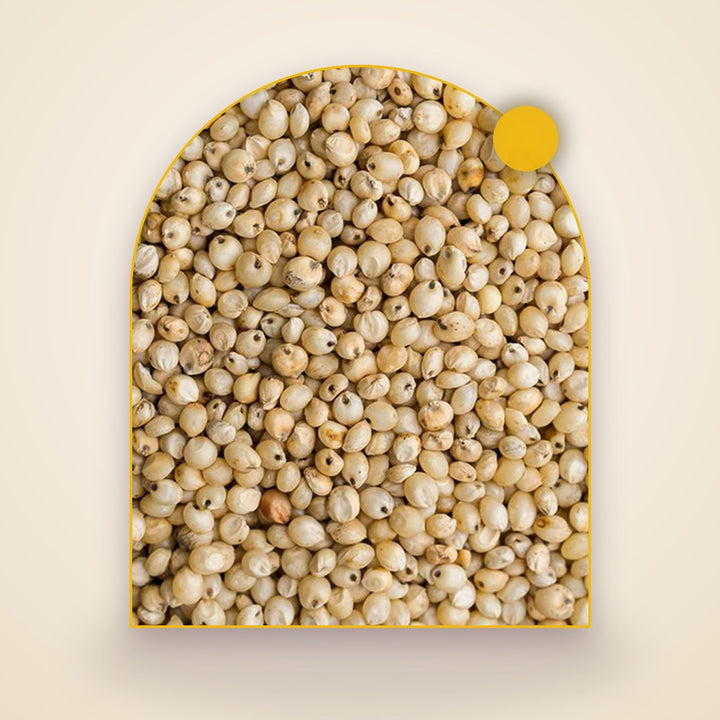 White Sorghum