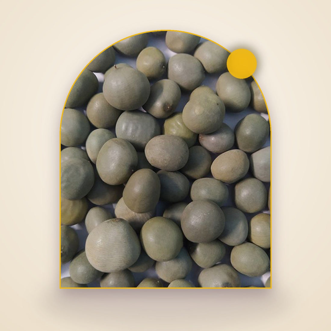 Bonduc Nut
